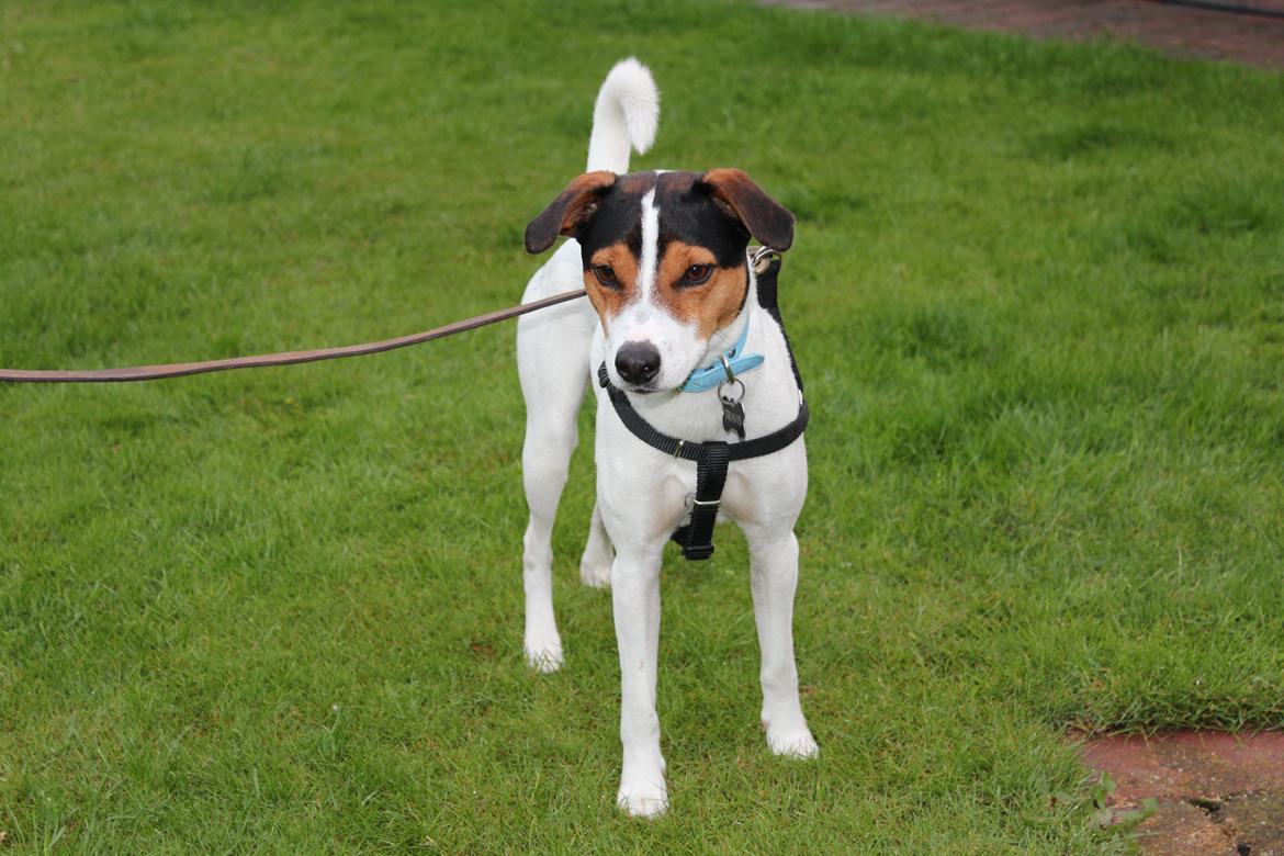Jack russell terrier Travis billede 11