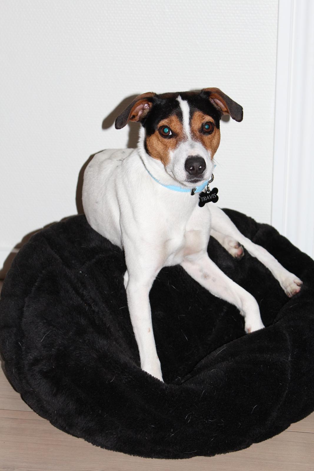 Jack russell terrier Travis billede 13