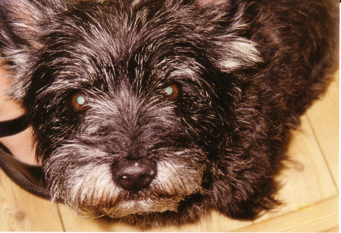 Cairn terrier Futte billede 1