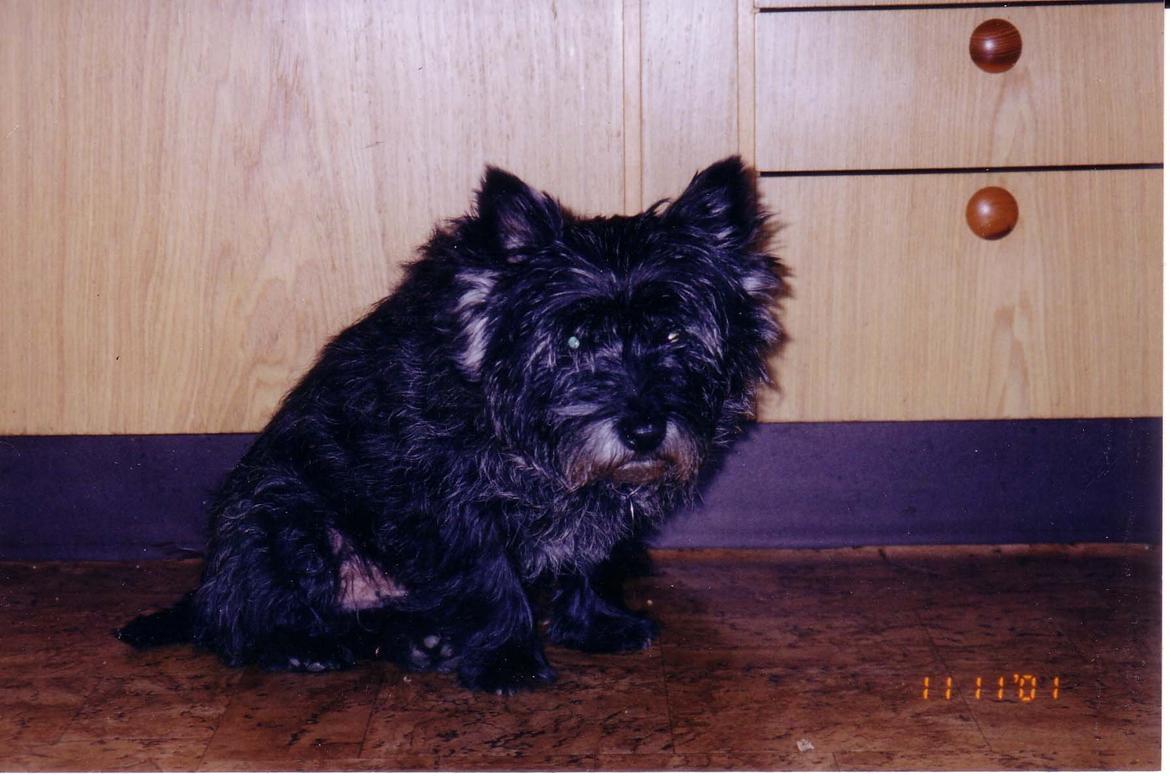 Cairn terrier Futte billede 2