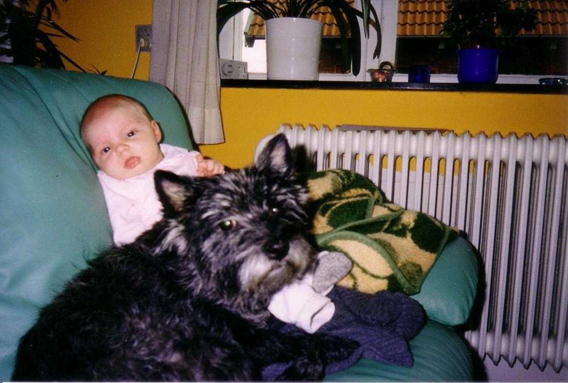 Cairn terrier Futte billede 3