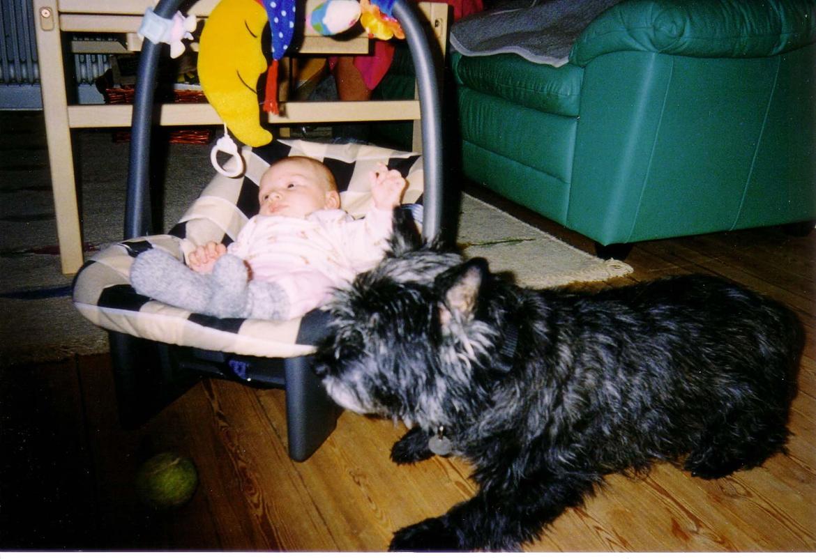 Cairn terrier Futte billede 4