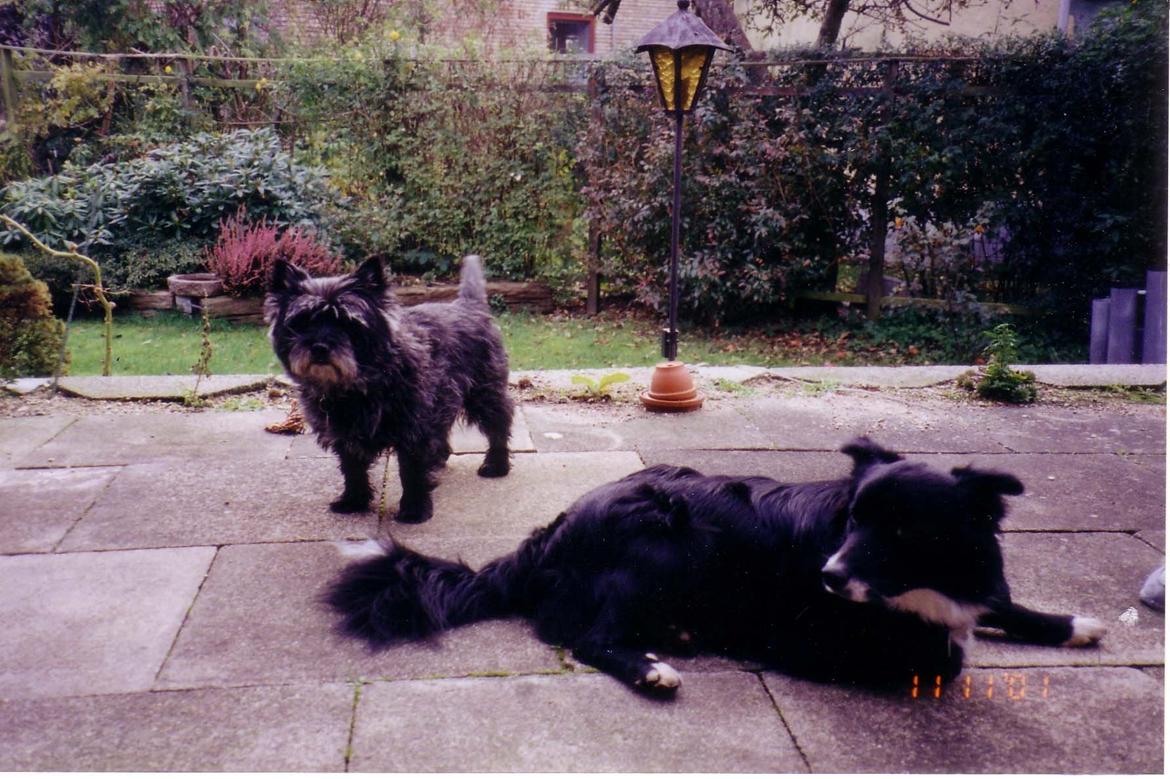 Cairn terrier Futte billede 5