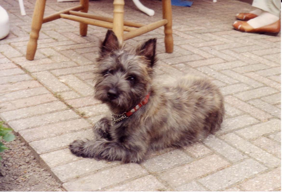 Cairn terrier Futte billede 6