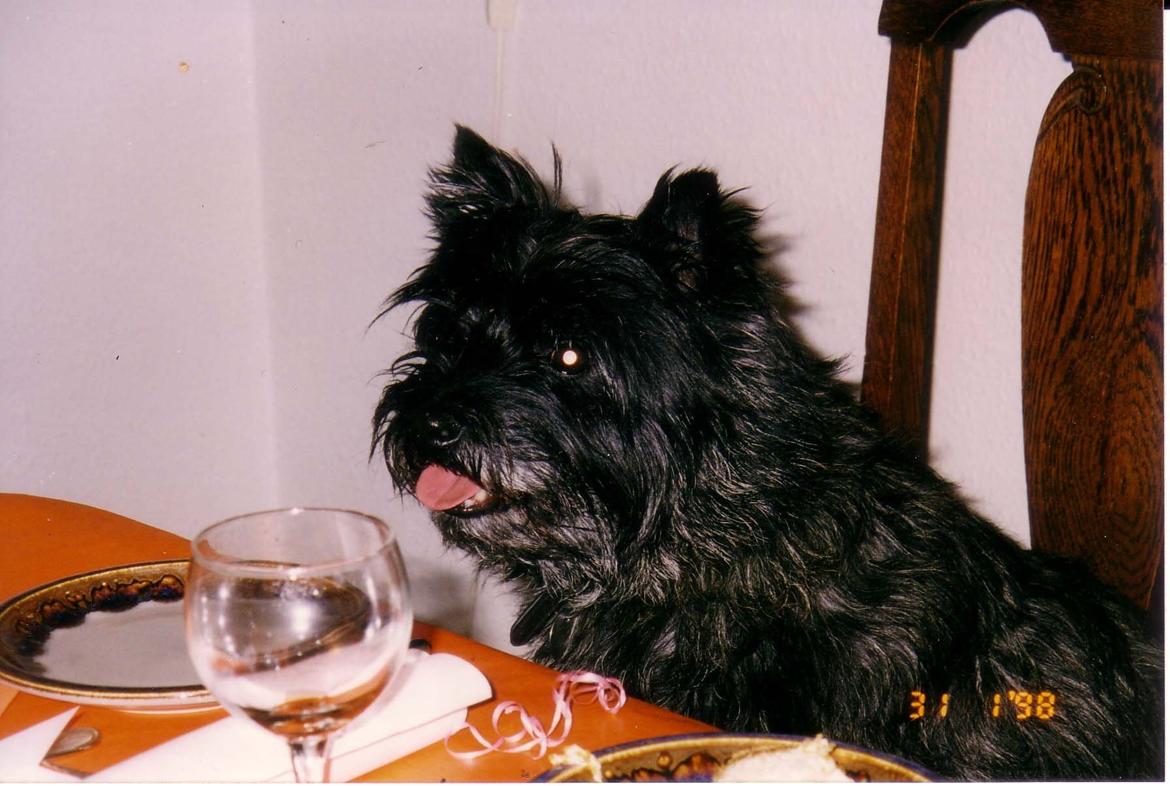 Cairn terrier Futte billede 7