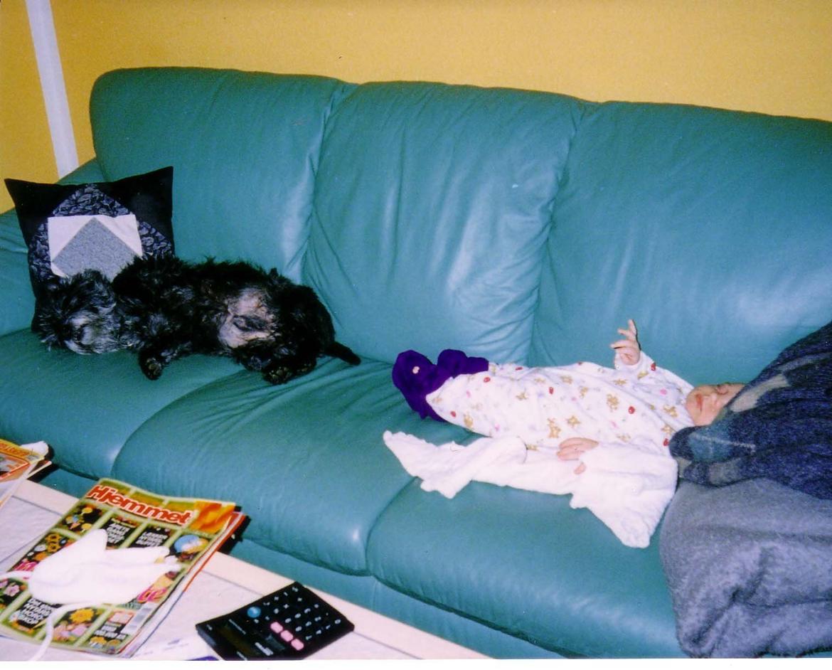 Cairn terrier Futte billede 8