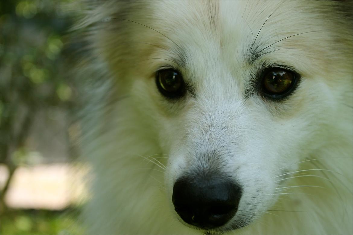 Blanding af racer Nala - Søtte billede 1