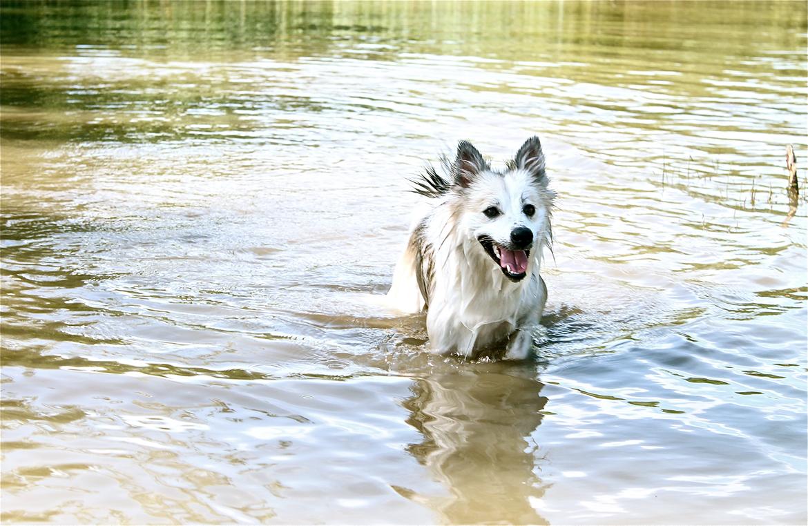 Blanding af racer Nala billede 14