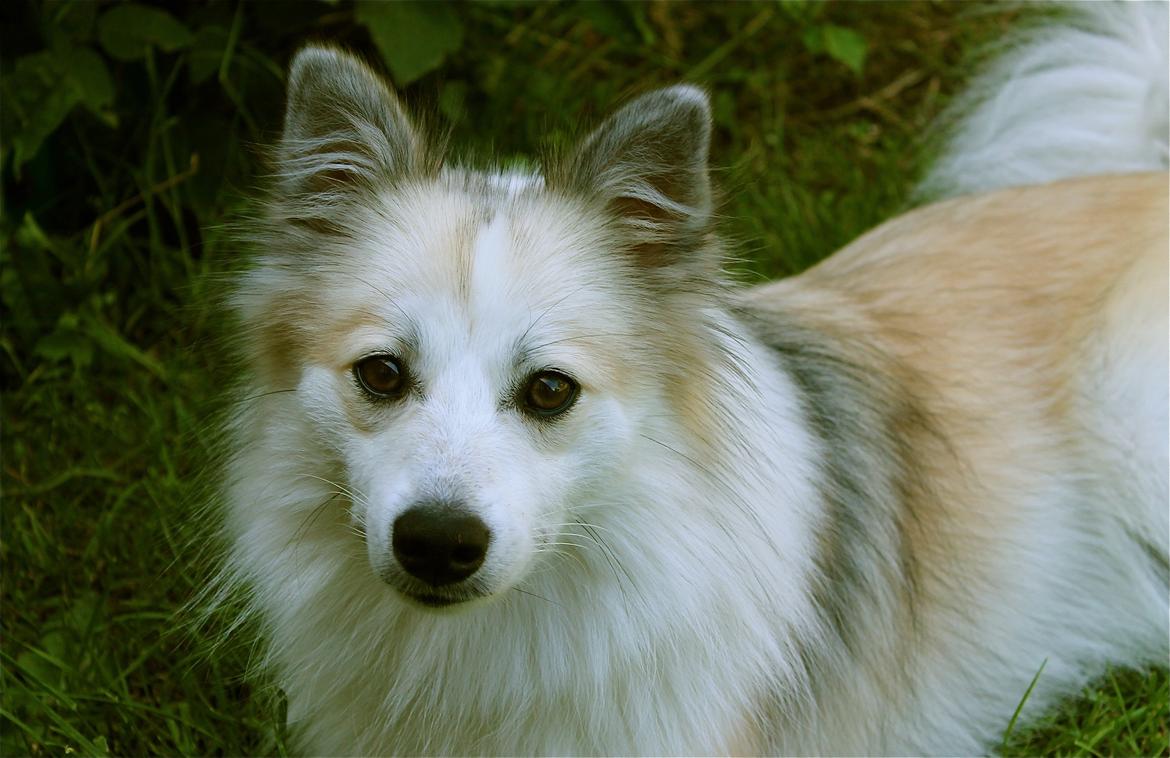 Blanding af racer Nala billede 17