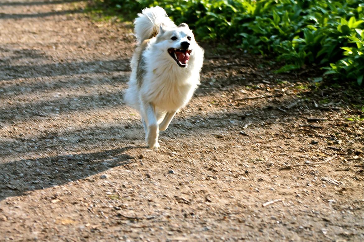 Blanding af racer Nala billede 19