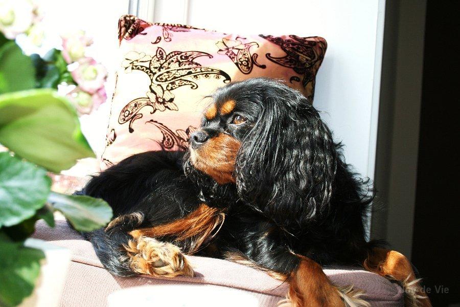 Cavalier king charles spaniel (Souvinier's) Almunia - Almunia holder øje med vejen oppe fra vindueskarmen. billede 5