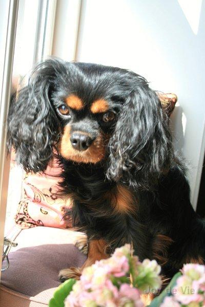 Cavalier king charles spaniel (Souvinier's) Almunia billede 9