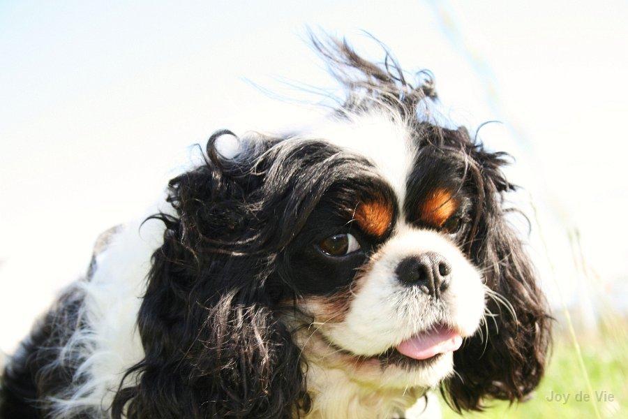 Cavalier king charles spaniel Bergkamp - Himmelhund - Mit navn er Bergkamp. Og jeg er opkaldt efter, en nu pensioneret fodboldspiller, fra Arsenal, Dennis Bergkamp. billede 7