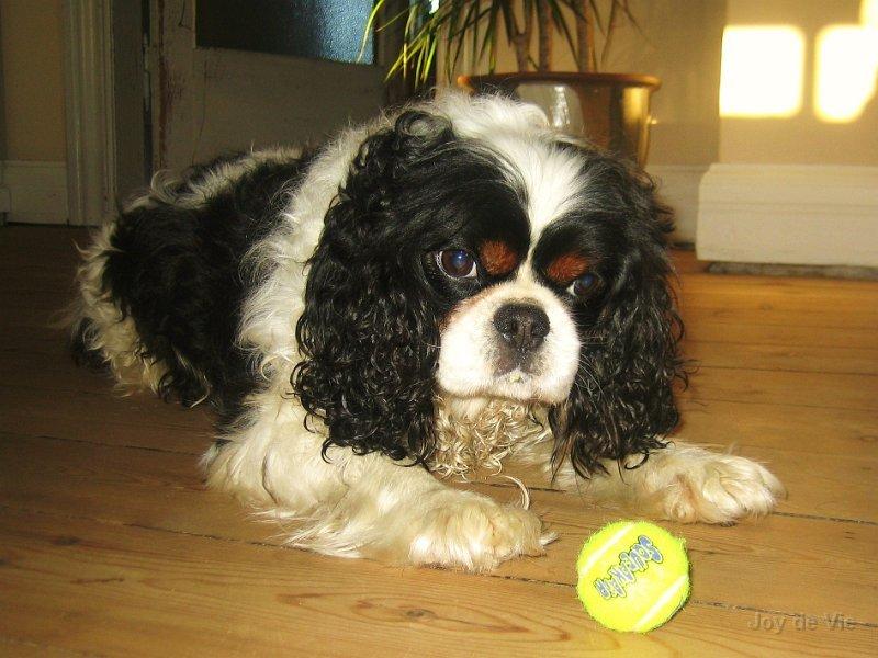 Cavalier king charles spaniel Bergkamp - Himmelhund - Bitte små bolde er bare bare noget af det bedste jeg ved! billede 8