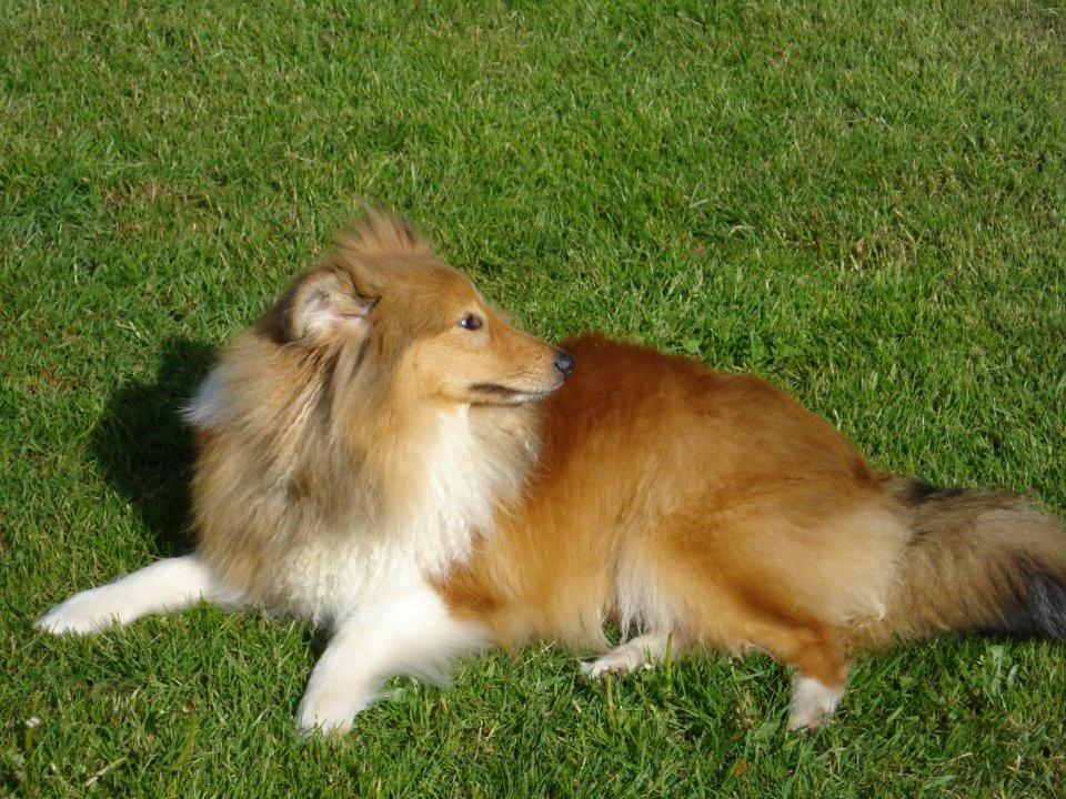 Shetland sheepdog Watson *Firehøje's Fancy Twix* - Jeg er tit ude i haven og nyde livet.  billede 5