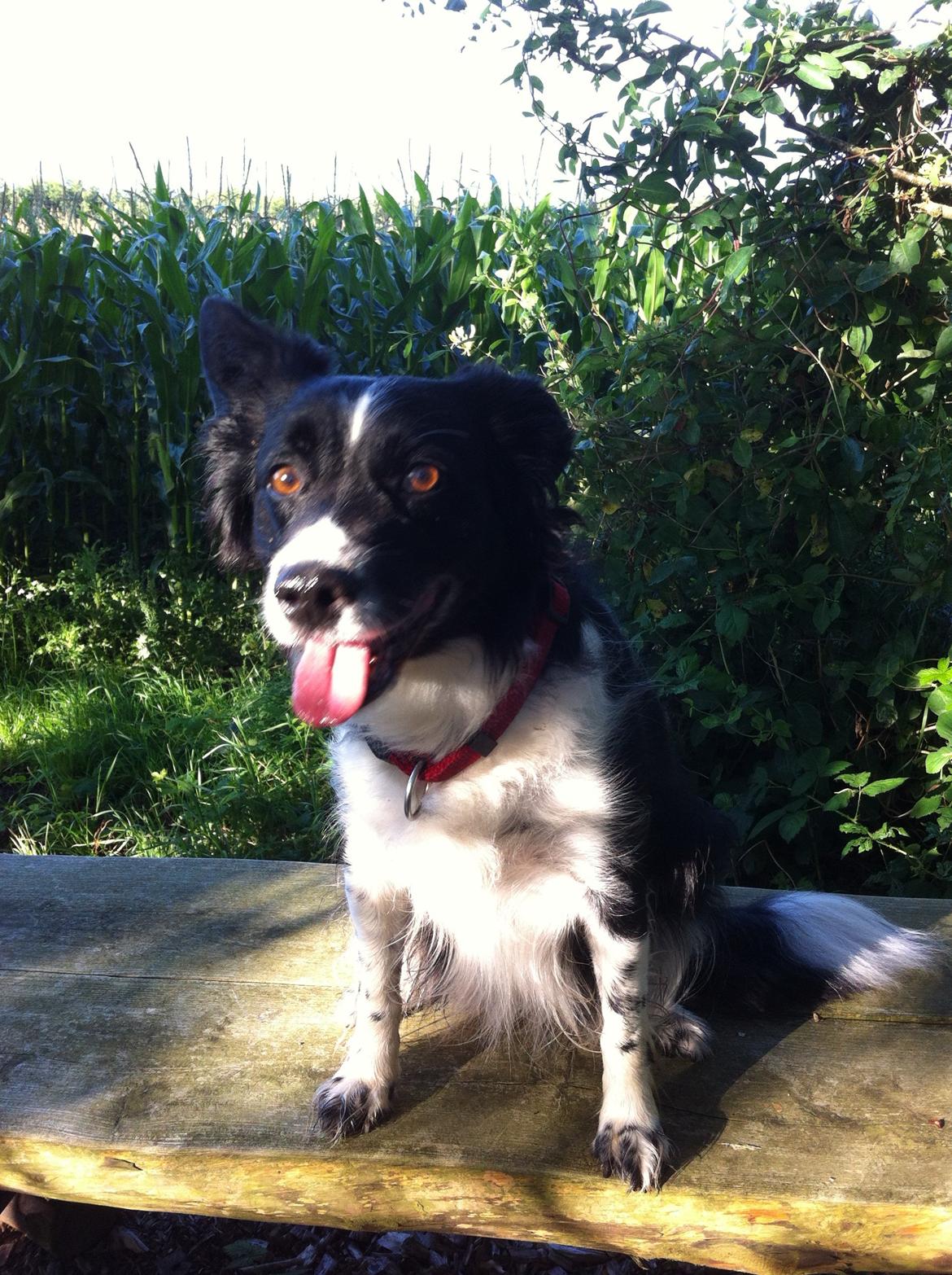 Blanding af racer Nala billede 1