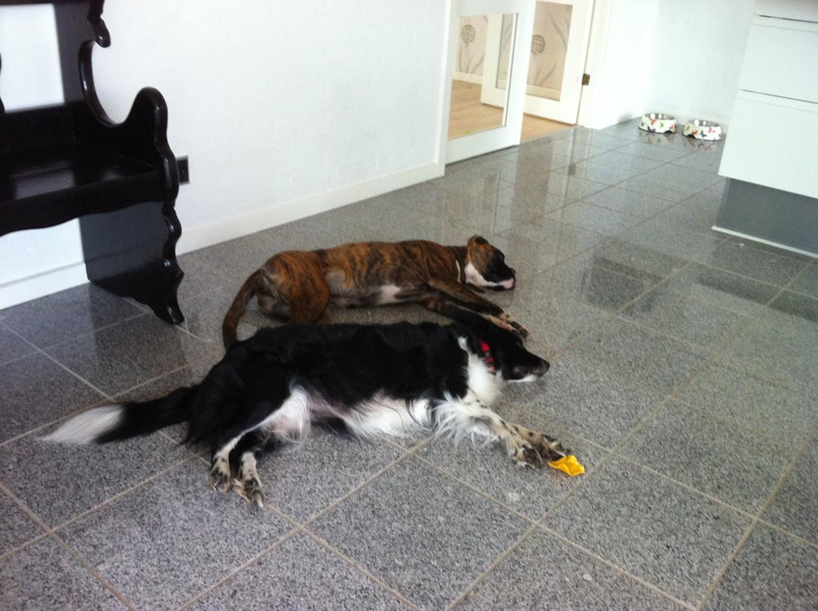 Blanding af racer Nala billede 2