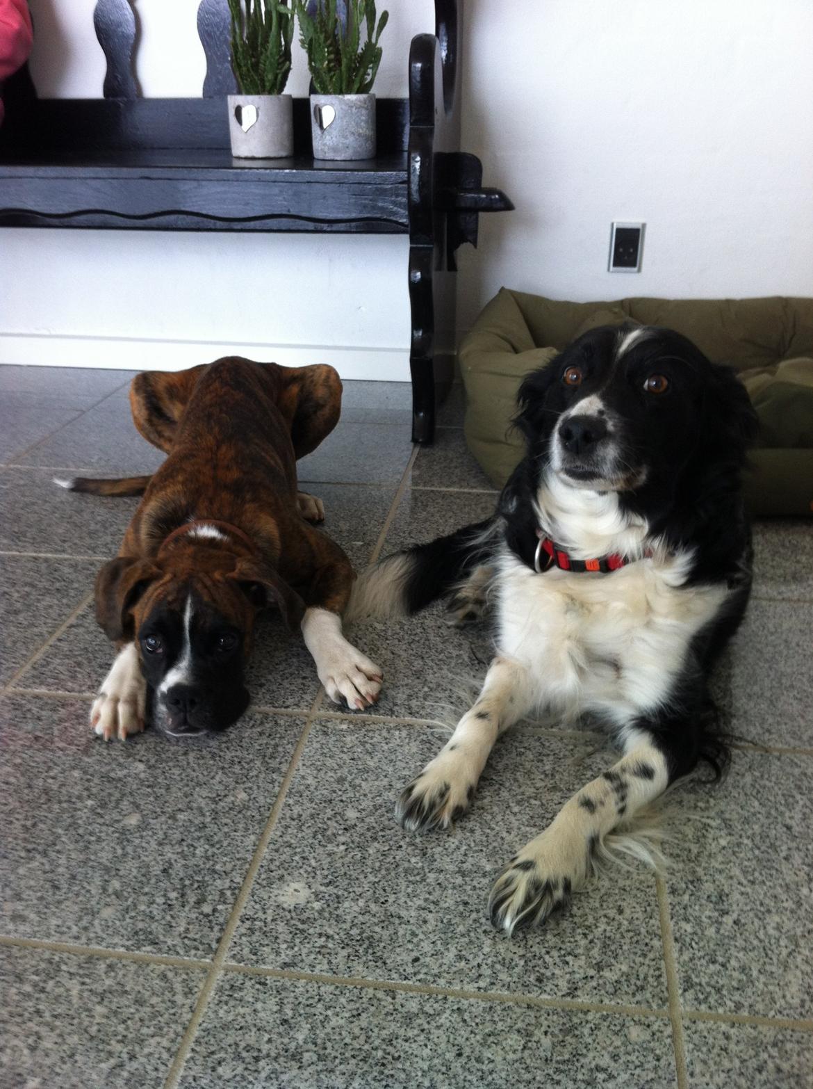 Blanding af racer Nala billede 3