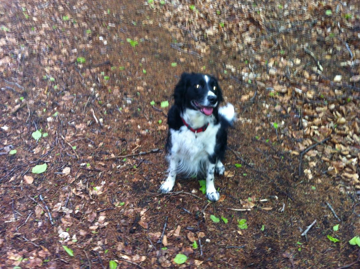 Blanding af racer Nala billede 4