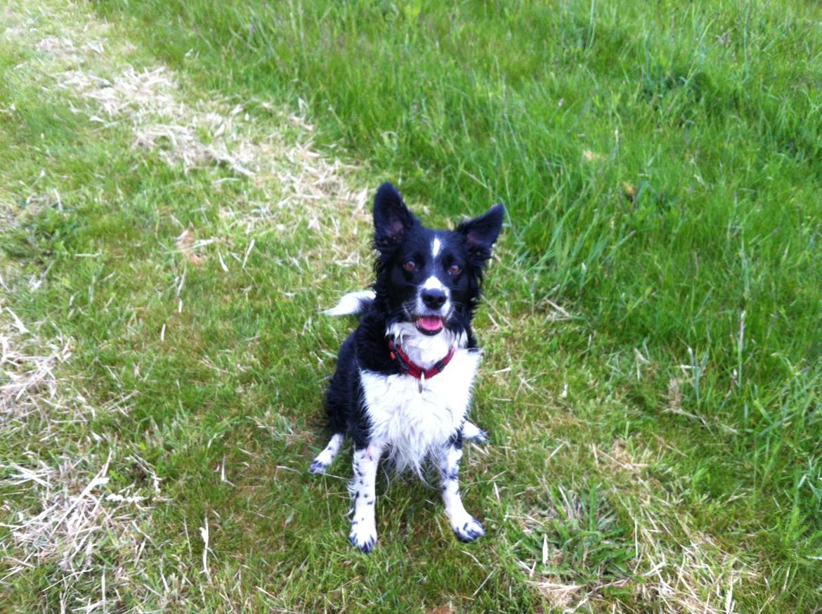 Blanding af racer Nala billede 6