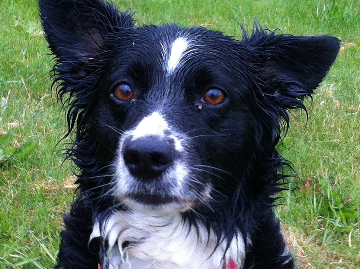 Blanding af racer Nala billede 7