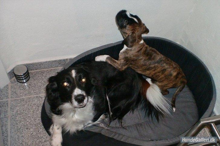 Blanding af racer Nala billede 8