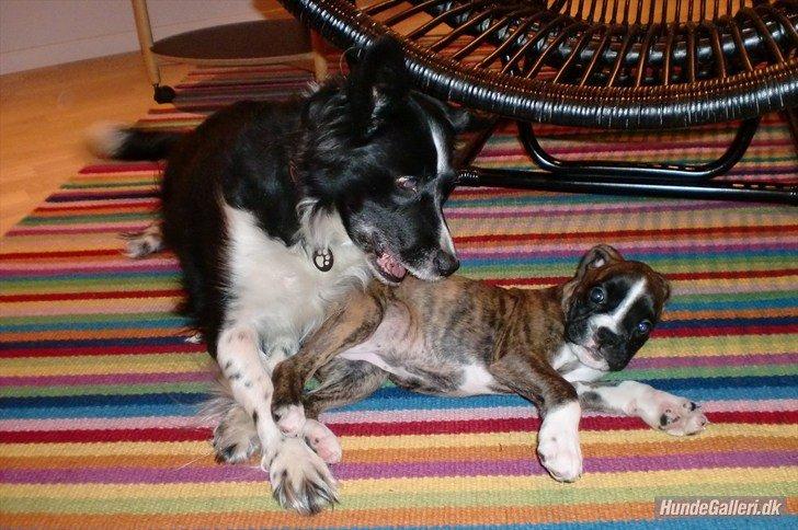 Blanding af racer Nala billede 9