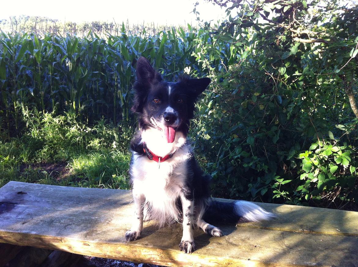 Blanding af racer Nala billede 10