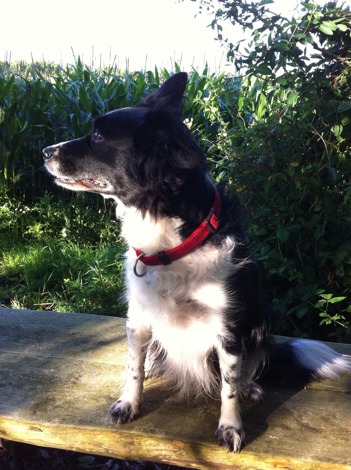 Blanding af racer Nala billede 11