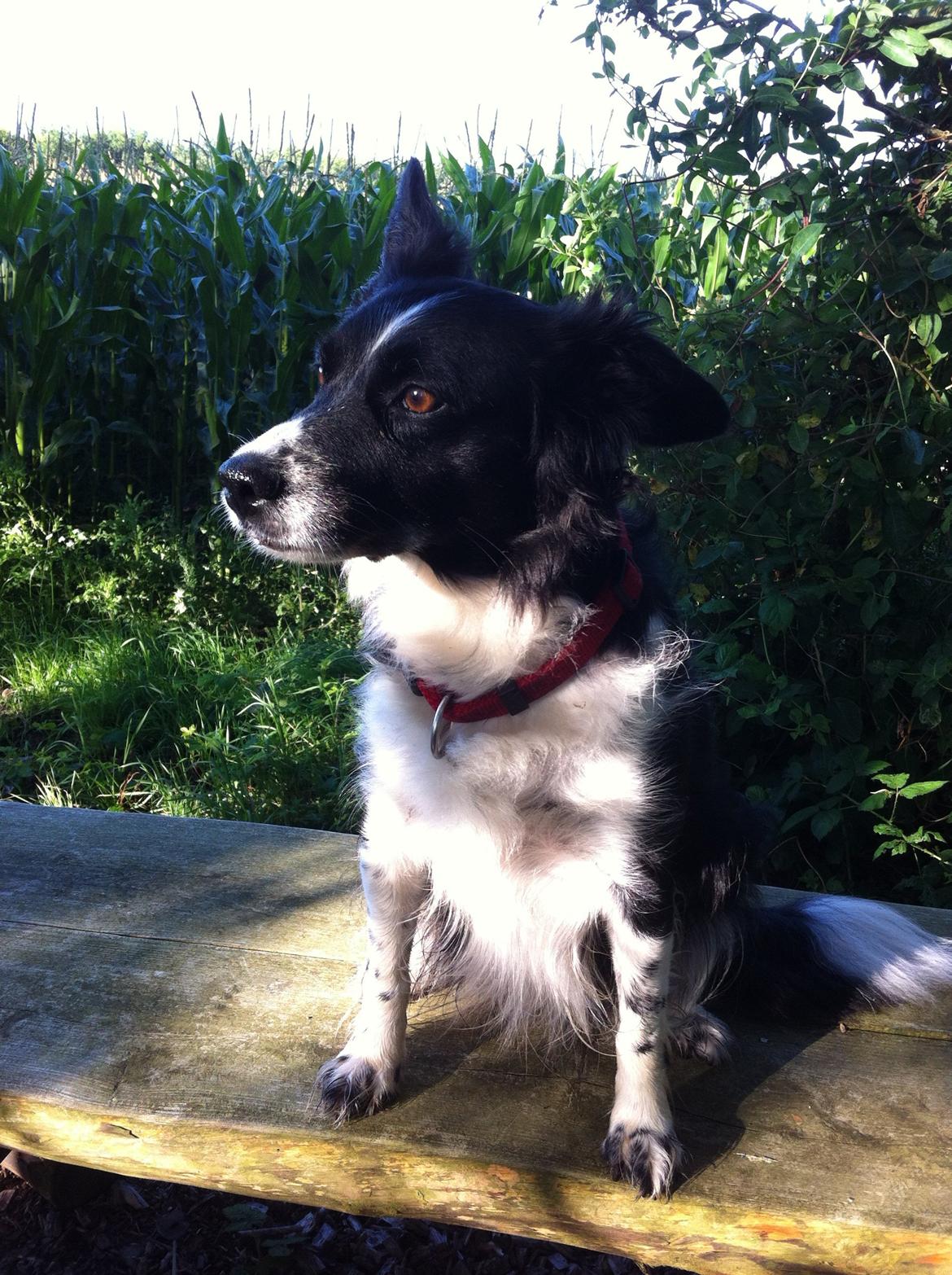 Blanding af racer Nala billede 12