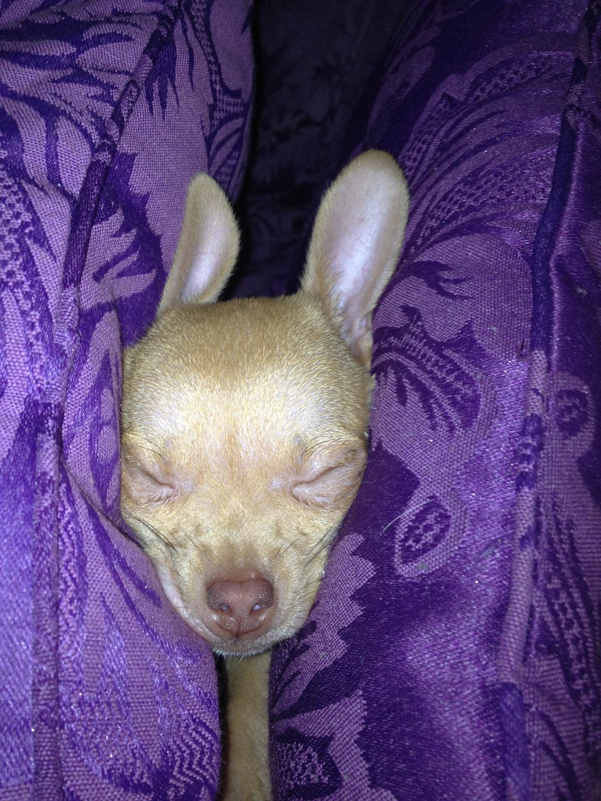 Chihuahua Bambi billede 3