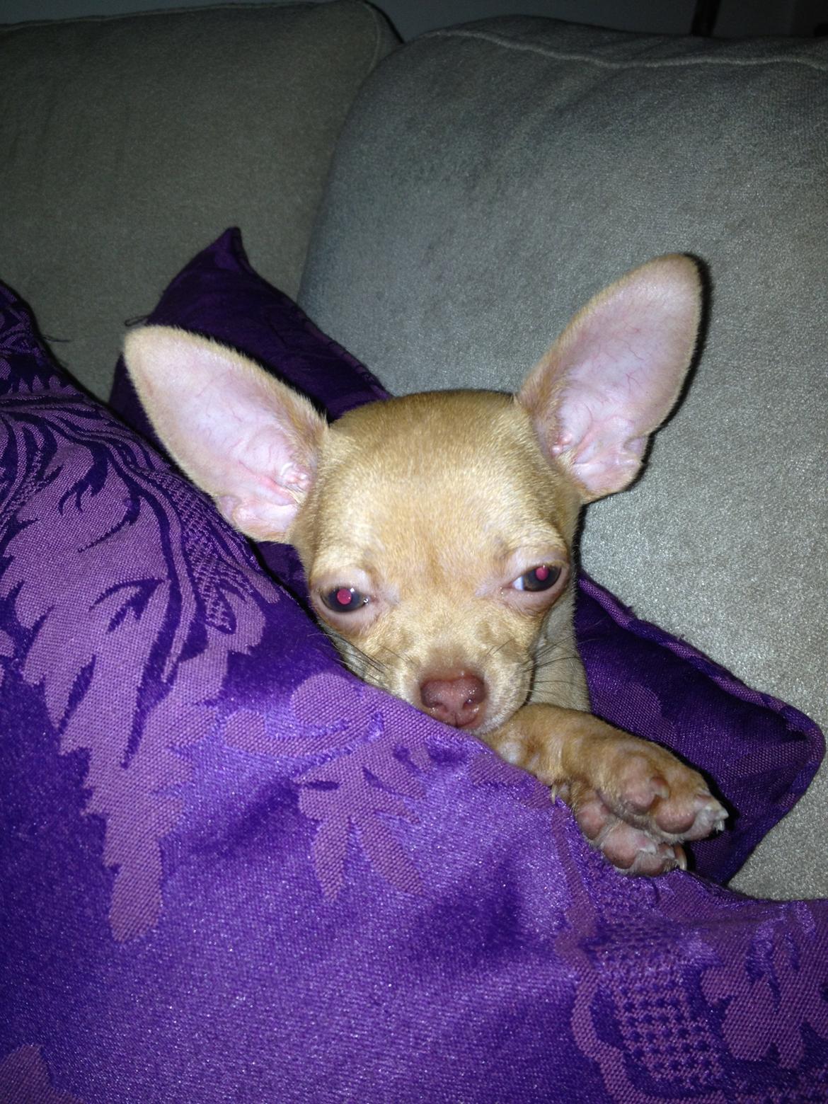 Chihuahua Bambi billede 4