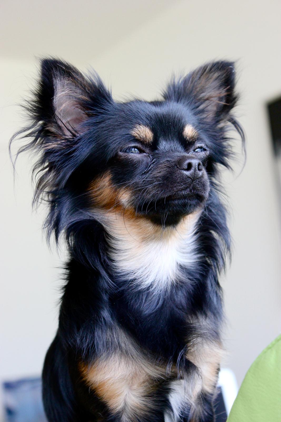 Chihuahua Pablo billede 8