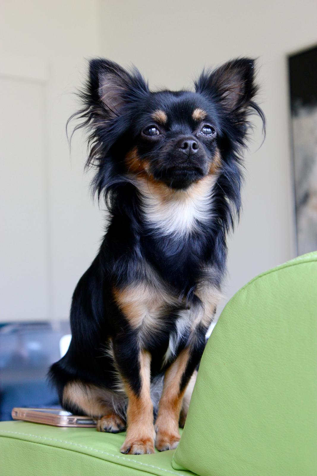 Chihuahua Pablo billede 9