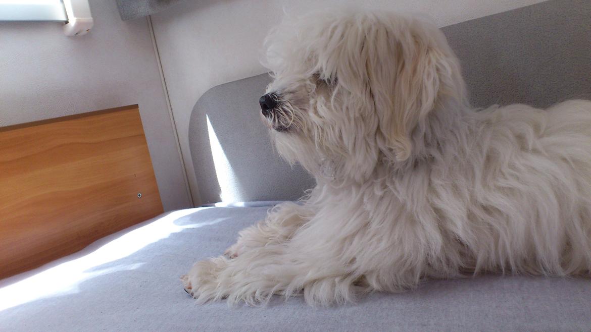 Coton de tulear Oskar - Oskar på camping. billede 13