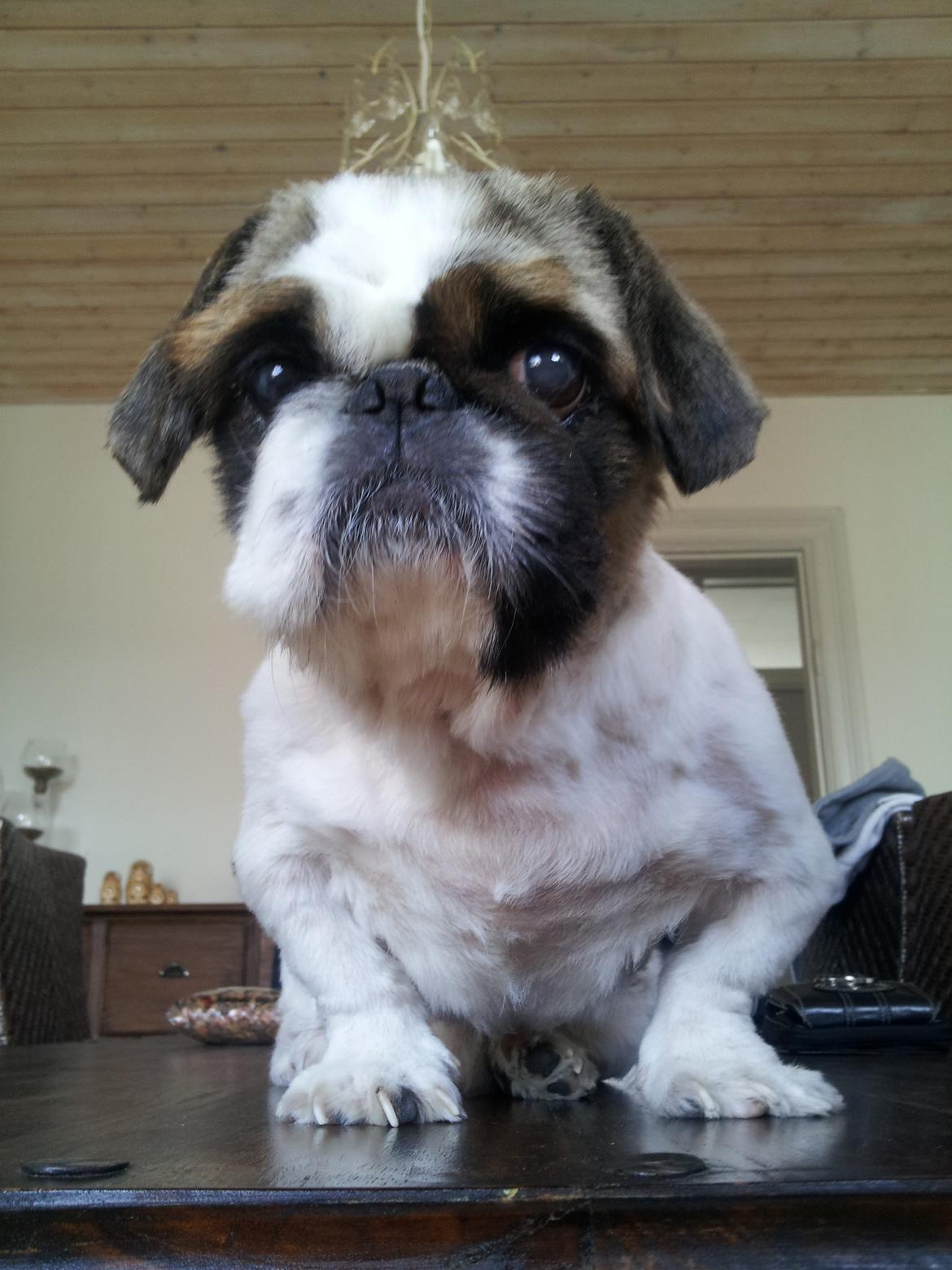 Pekingeser Pong (Bufas) billede 5