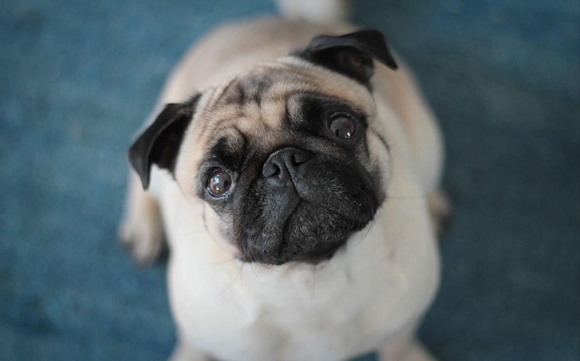 Mops Zoe - Rullepølsen billede 3