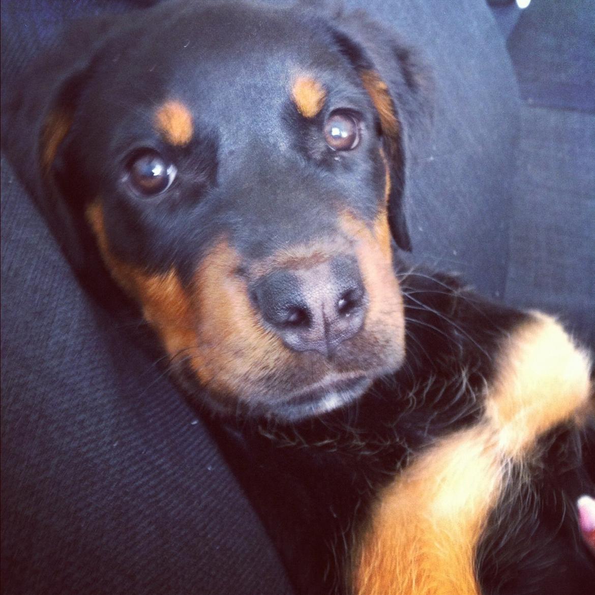 Rottweiler Dia billede 7
