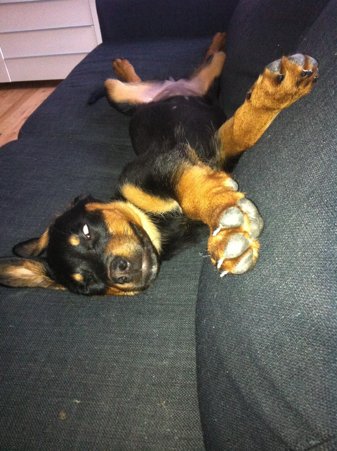 Rottweiler Dia billede 8