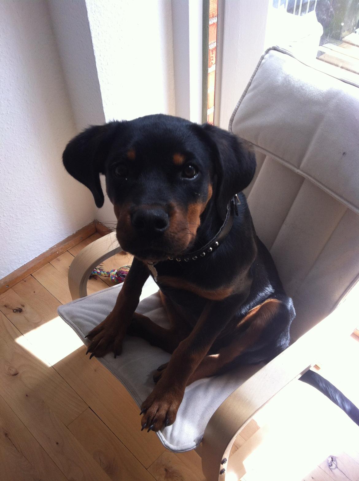 Rottweiler Dia billede 9