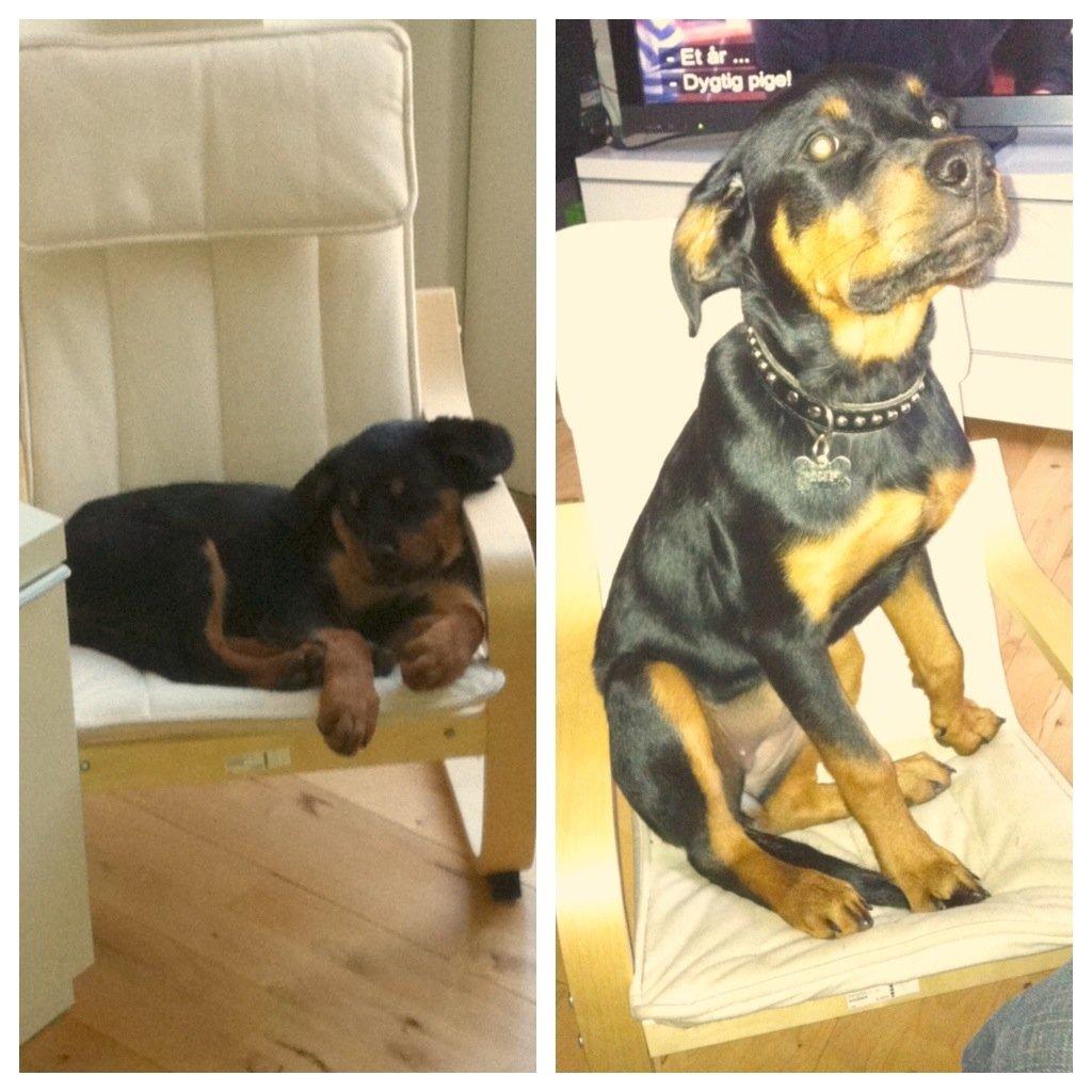 Rottweiler Dia billede 10