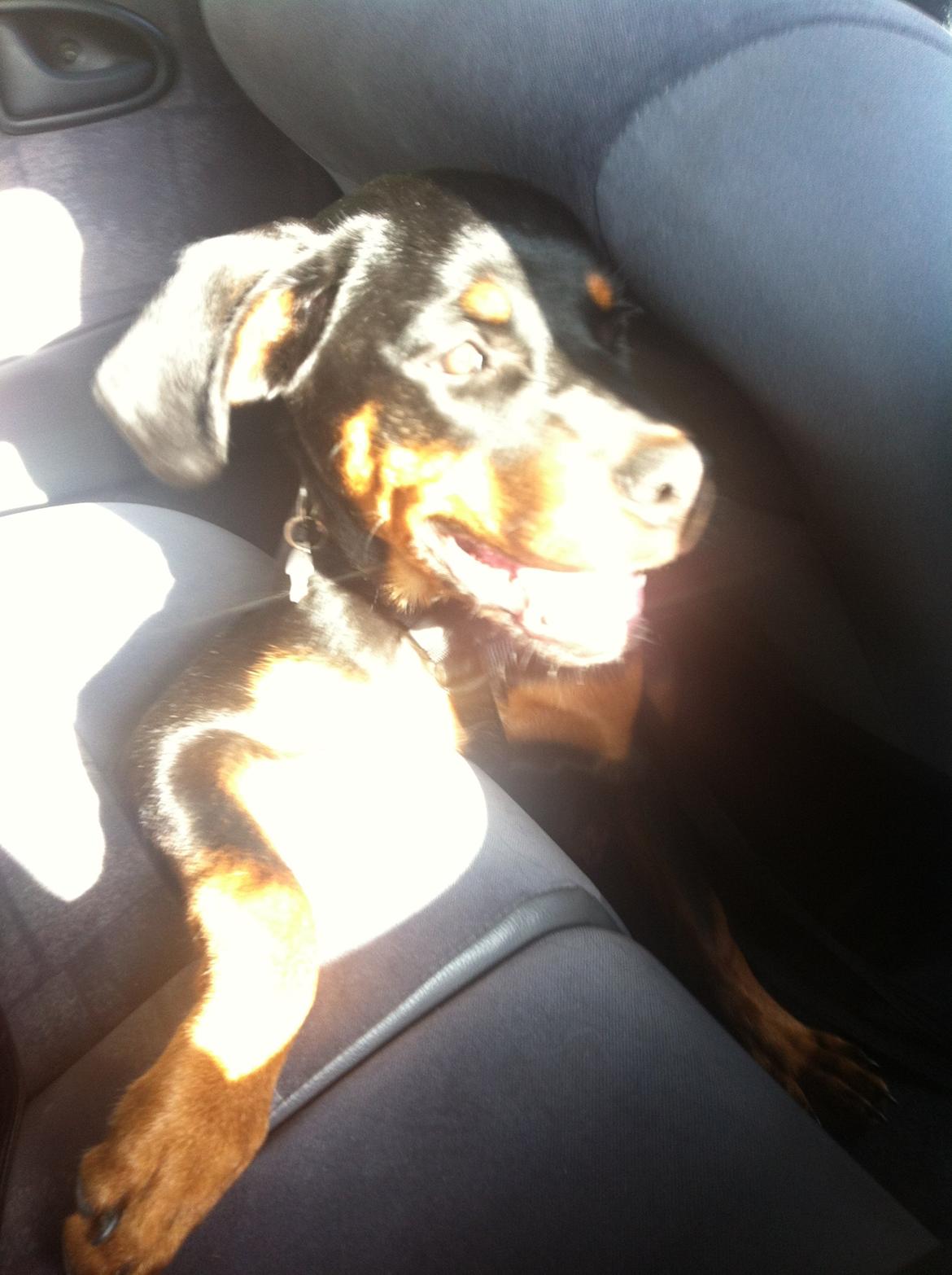 Rottweiler Dia billede 11