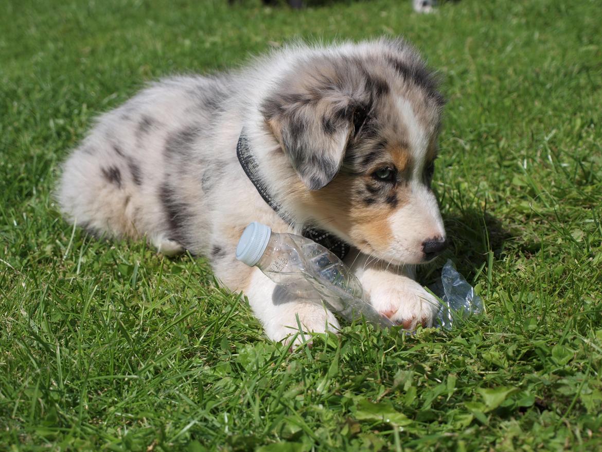 Australian shepherd Godrumgaard´s Cortina (Tidl. Hund) billede 6