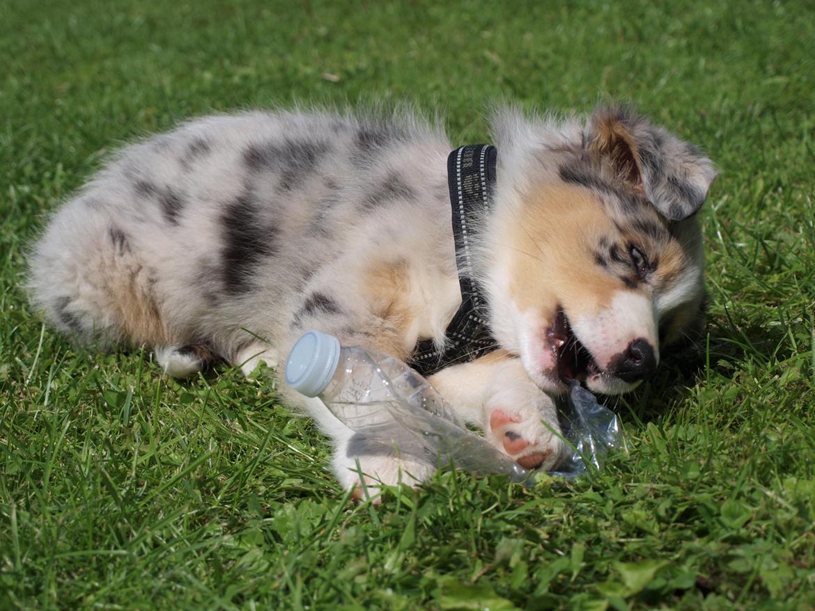 Australian shepherd Godrumgaard´s Cortina (Tidl. Hund) billede 7