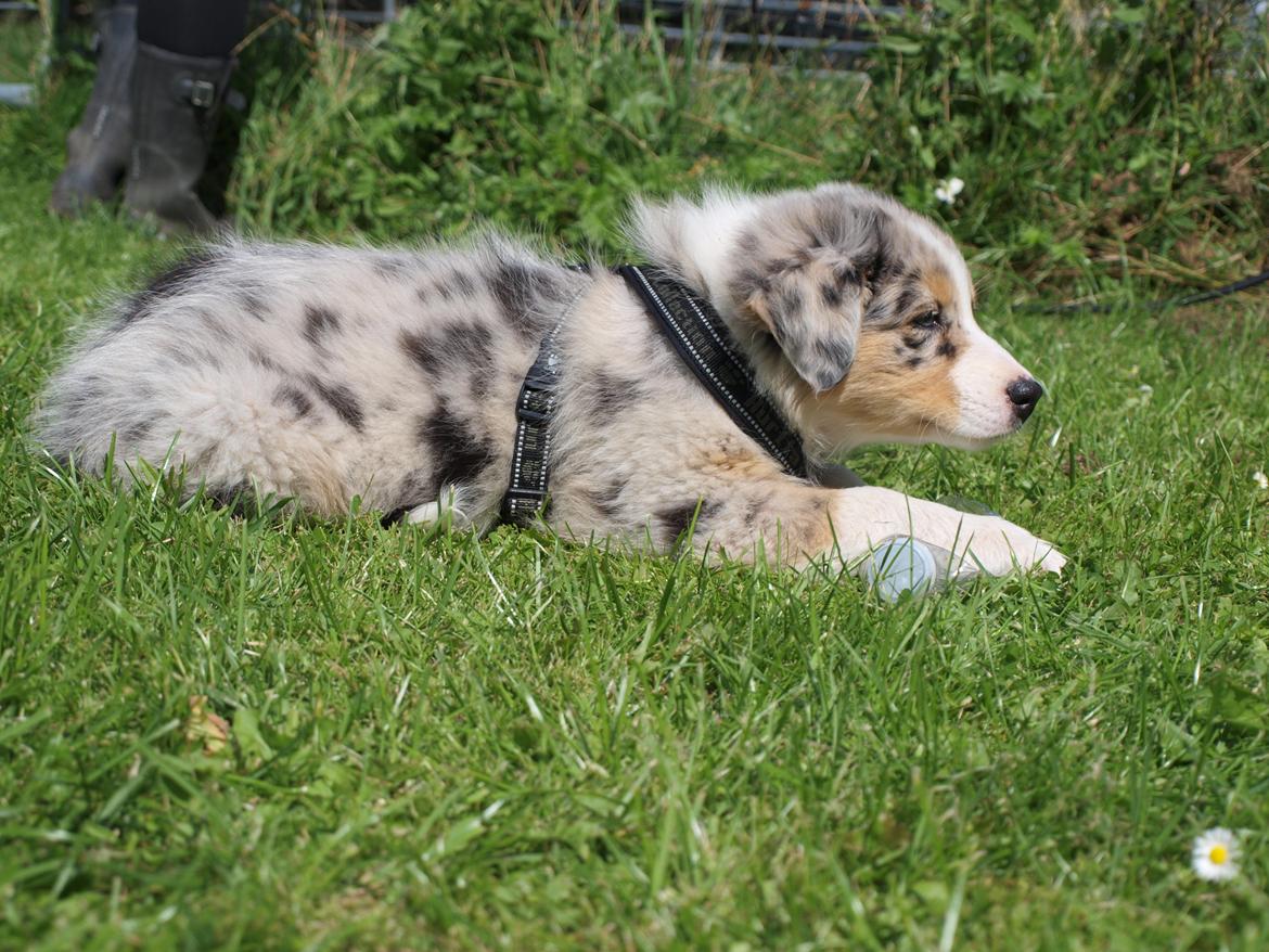 Australian shepherd Godrumgaard´s Cortina (Tidl. Hund) billede 8