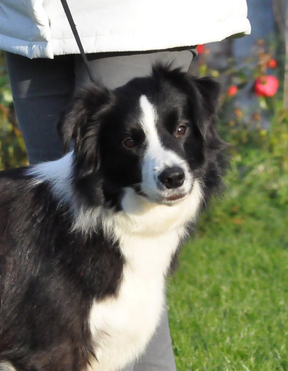 Border collie Kian Star Jewel Of Bright Phantom (baby) billede 1