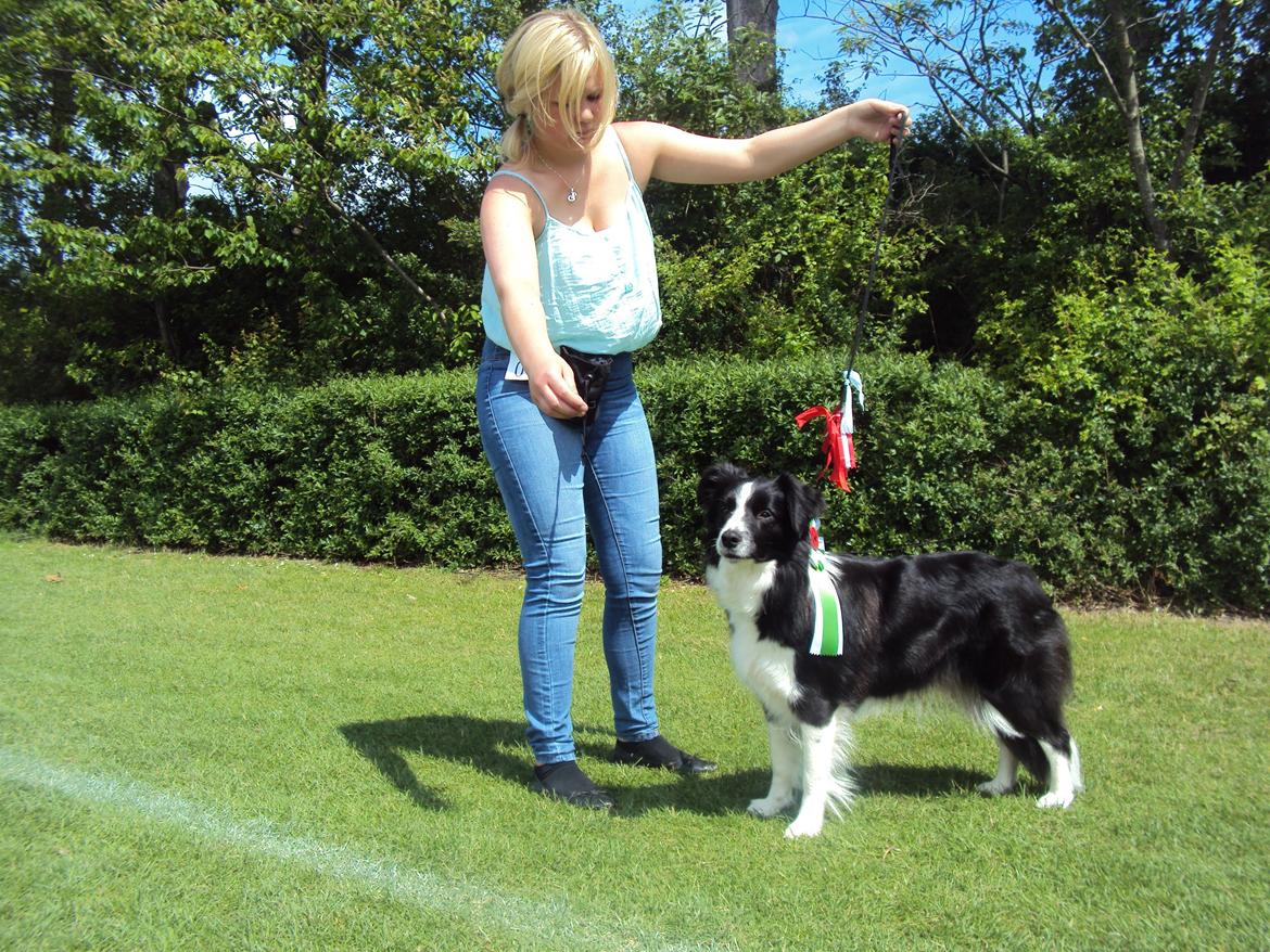 Border collie Kian Star Jewel Of Bright Phantom (baby) - baby til udstillingen hvor hun vant en hel masse :) billede 2