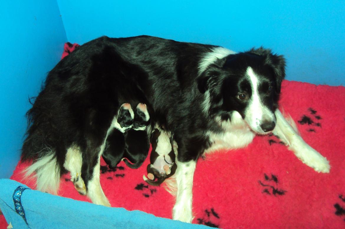 Border collie Kian Star Jewel Of Bright Phantom (baby) - Baby med hendes dejlige hvalpe. billede 3