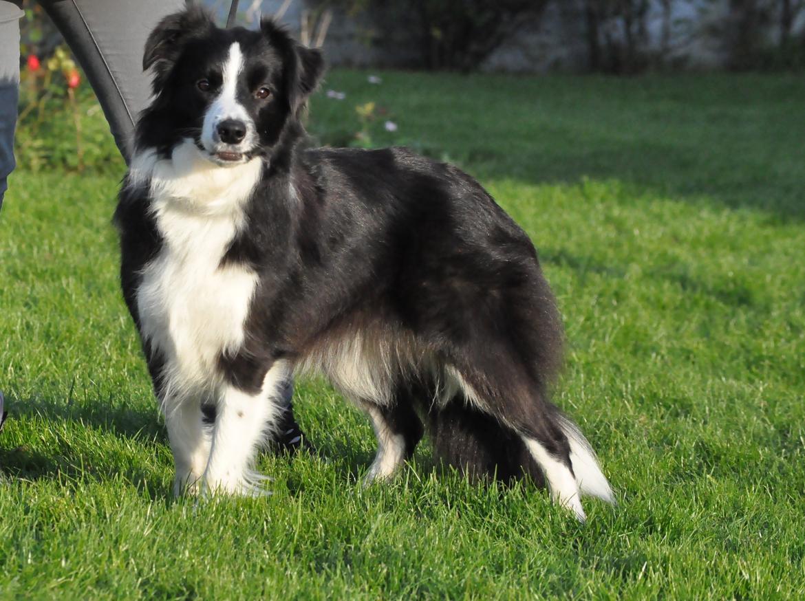 Border collie Kian Star Jewel Of Bright Phantom (baby) billede 4