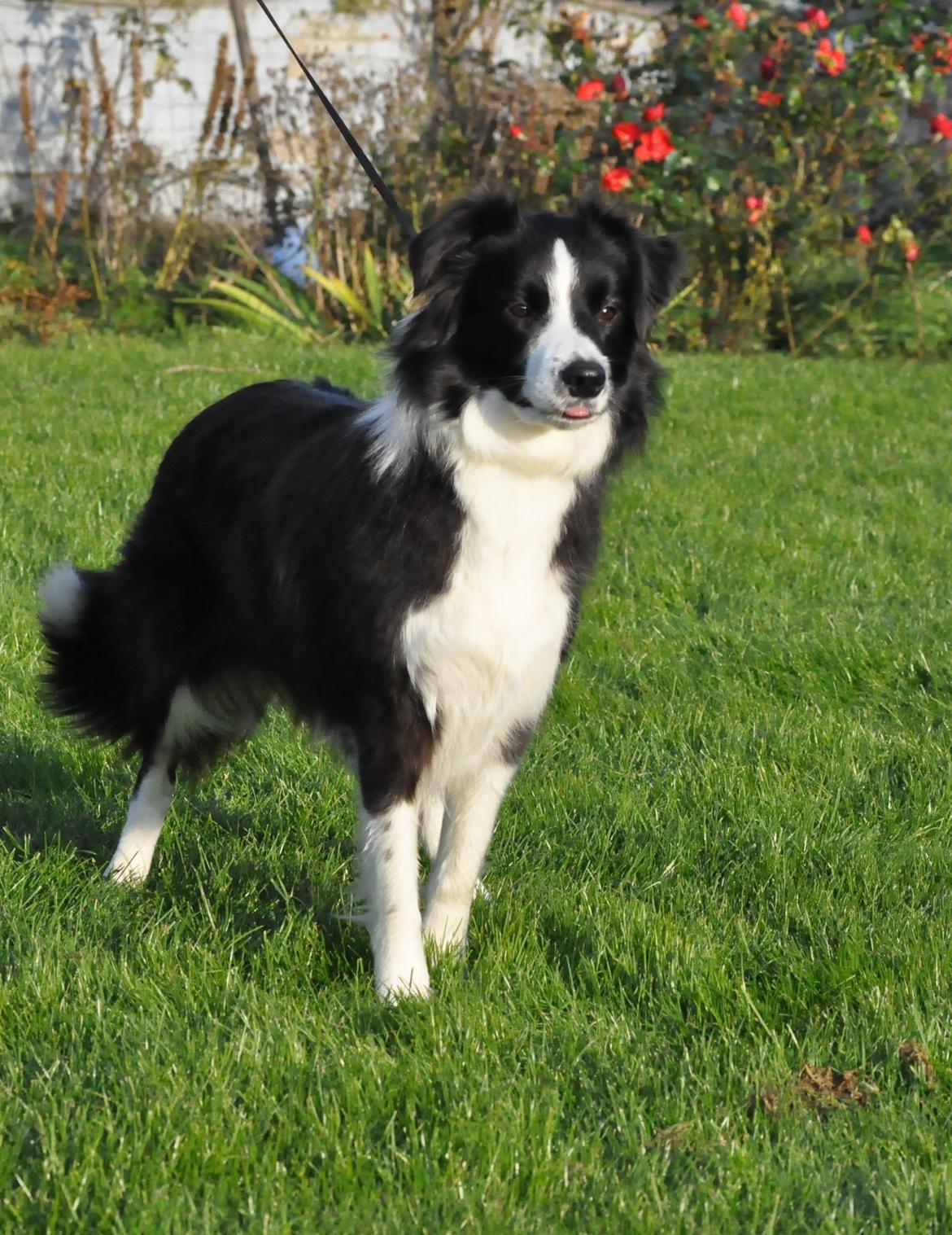 Border collie Kian Star Jewel Of Bright Phantom (baby) billede 6